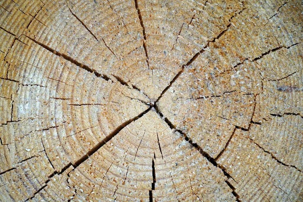 아름다운 무늬가 나무로 통나무의 클로즈업 — 스톡 사진