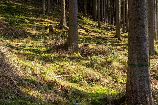 Ormandaki Ağaçlar Gündüz Vakti Çimenler — Stok fotoğraf