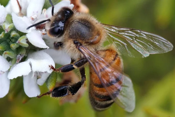 Tiro Seletivo Foco Uma Abelha Que Senta Uma Flor Com — Fotografia de Stock