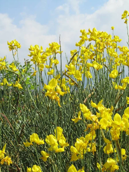 Primer Plano Las Plantas Hierba Con Flores Amarillas Ambiente Arbustivo —  Fotos de Stock