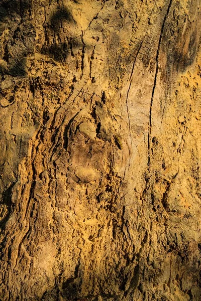 Вертикальный Крупный План Старой Текстуры Ствола Дерева — стоковое фото