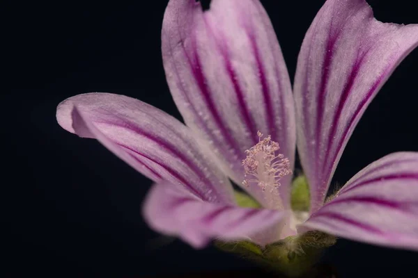 Detailní Záběr Kapek Vody Fialovém Pruhovaném Květu Rodiny Lily — Stock fotografie