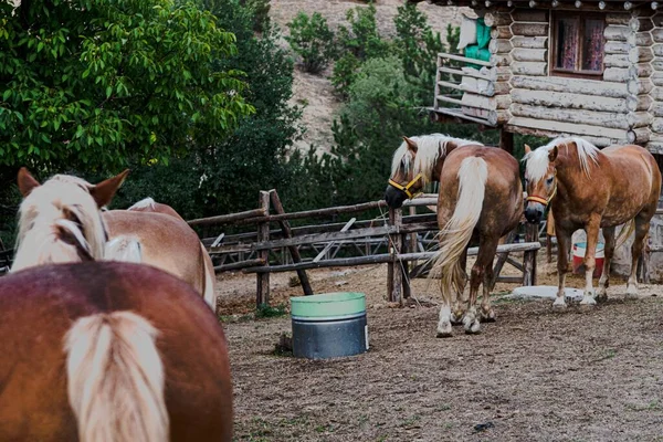 Die Schönen Pferde Auf Dem Bauernhof Tagsüber — Stockfoto