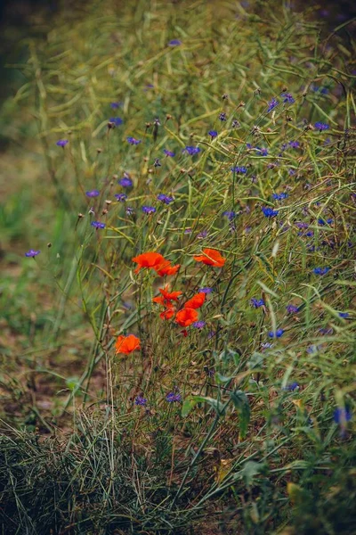 Eine Selektive Fokusaufnahme Von Roten Und Blauen Wildblumen — Stockfoto