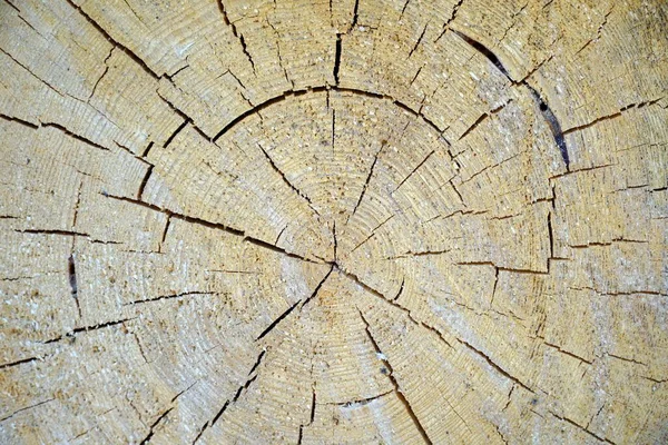 Closeup Shot Cut Wood Log Beautiful Patterns — Stock Photo, Image