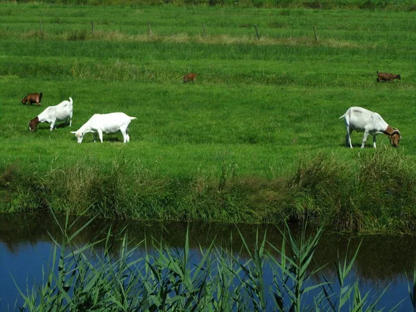 Una Hermosa Vista Cinco Cabras Granja Pastando Hierba Campo Junto —  Fotos de Stock