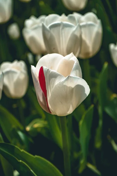Вертикальный Селективный Снимок Красивого Белого Тюльпана Снятого Саду — стоковое фото
