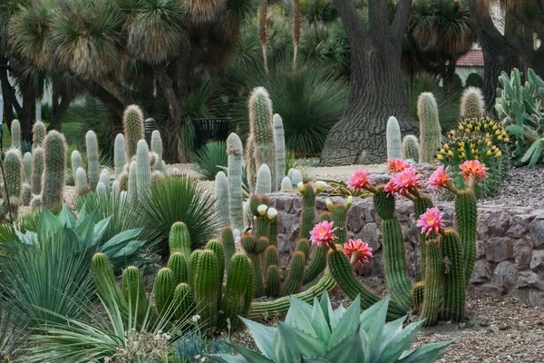 Una Hermosa Vista Cactus Exóticos Cerca Los Árboles Capturados Jardín — Foto de Stock