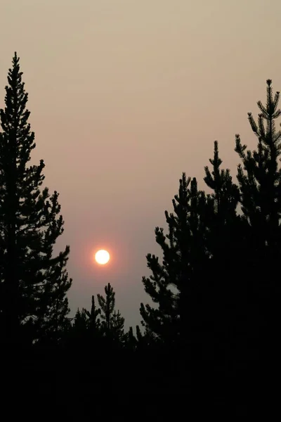 Eine Vertikale Aufnahme Der Silhouette Der Bäume Mit Dem Sonnenuntergang — Stockfoto