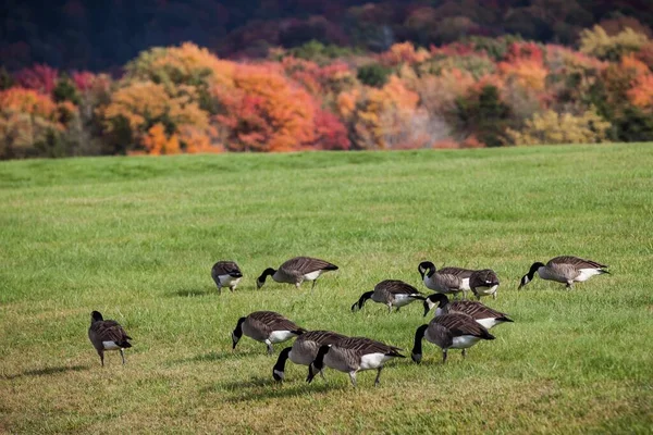 Tiro Selectivo Enfoque Geese Canadiense Hierba Verde Parque Estatal Canaan — Foto de Stock