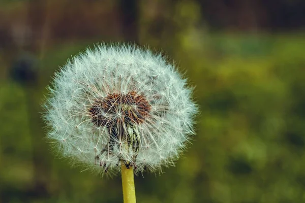 在一个绿色的花园里捕获的美丽蒲公英的一个选择性的焦点镜头 — 图库照片