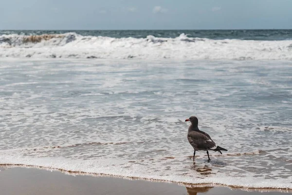 背後に波状の海のある海岸近くの鳥のクローズアップ — ストック写真