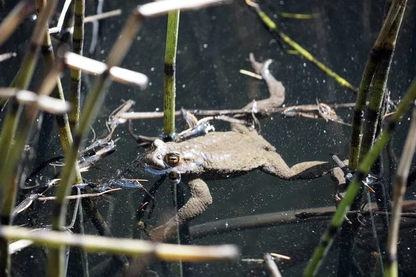 在意大利 一个美丽的青蛙在苏夫纳湖中游泳的照片 — 图库照片