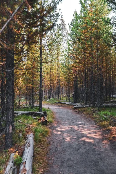 Colpo Verticale Uno Stretto Sentiero Circondato Alberi Alti Nella Foresta — Foto Stock