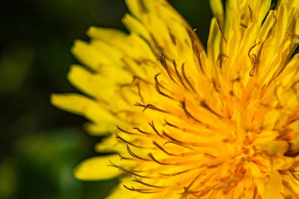 Closeup Shot Beautiful Exotic Yellow Flower Captured Garden — Stock Photo, Image