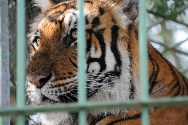 View Wild Tiger Looking Away While Being Captived Green Cage — Stock Photo, Image