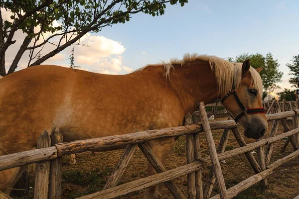 Красивый Снимок Коричневой Лошади Стоящей Рядом Деревянным Забором — стоковое фото