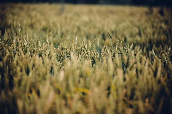 Tiro Foco Seletivo Espigas Trigo Campo — Fotografia de Stock