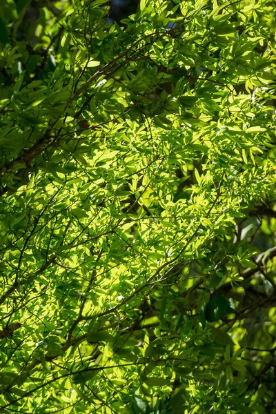 Tiro Vertical Luz Solar Cobrindo Galhos Árvore Com Folhas Verdes — Fotografia de Stock