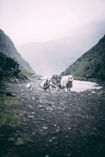 Een Verticale Selectieve Focus Shot Van Een Schaap Twee Lammeren — Stockfoto