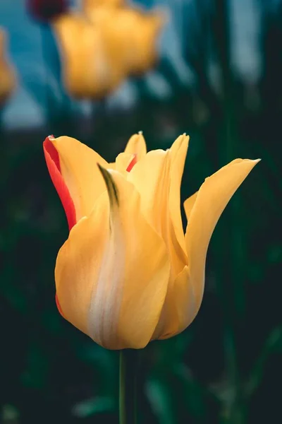 Een Verticaal Shot Van Bloeiende Gele Tulpen Tuin Met Groen — Stockfoto