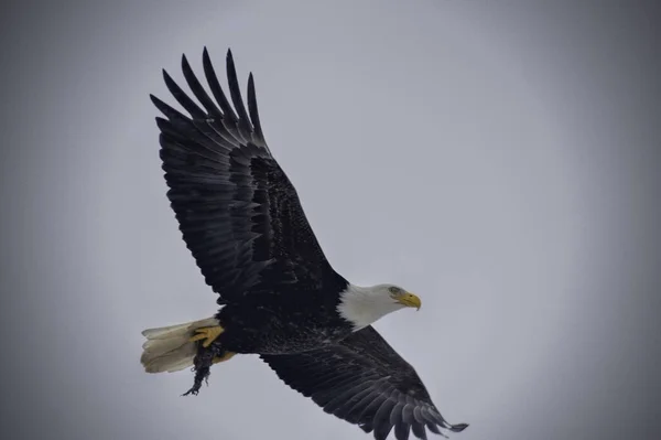 Ein Weißkopfseeadler Fliegt Tagsüber Weißen Himmel — Stockfoto