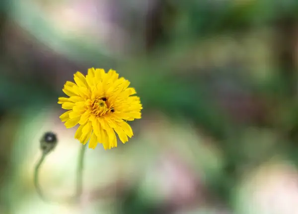 Detailní Záběr Žluté Květiny Rozmazaným Pozadím — Stock fotografie