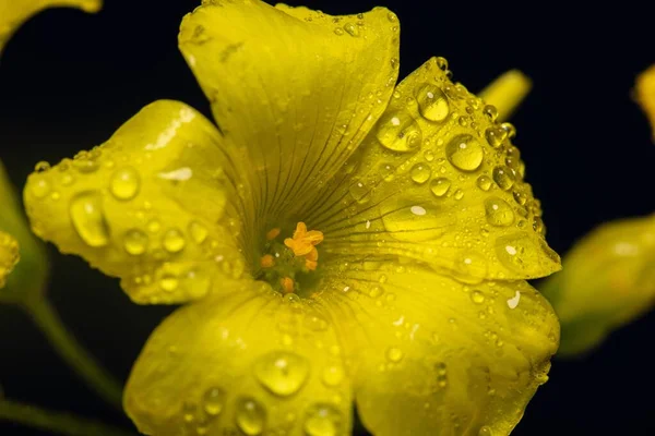 水滴に覆われた黄色の花のクローズアップショット — ストック写真
