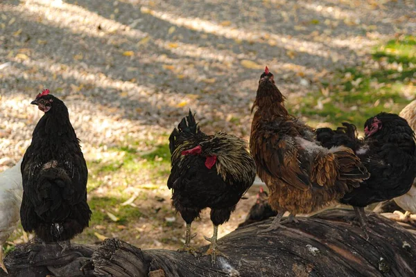 Egy Közeli Felvétel Csirkékről Egy Barna Fatörzsön — Stock Fotó