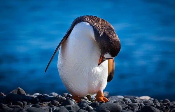 Eine Selektive Fokusaufnahme Eines Pinguins Der Kopfüber Auf Den Steinen — Stockfoto