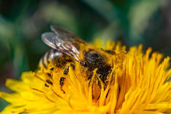 Egy Közelkép Egy Méhről Egy Virágzó Sárga Virágon Zöld Háttérrel — Stock Fotó