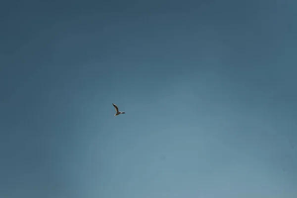 Açık Mavi Gökyüzünde Uçan Bir Kuşun Düşük Açılı Görüntüsü Arka — Stok fotoğraf