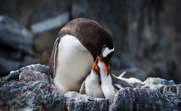 Une Prise Vue Sélective Pingouin Avec Ses Bébés Antarctique — Photo