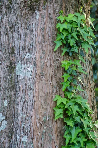 Vertikal Närbild Bild Gröna Blad Trädstam — Stockfoto