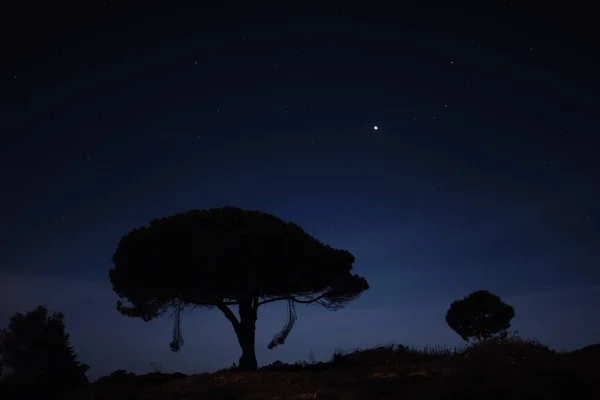 Fascinující Scéna Velkého Stromu Hvězdné Noci — Stock fotografie