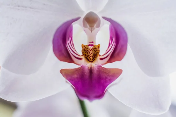 Een Close Van Een Mooie Witte Roze Orchideeën Met Een — Stockfoto