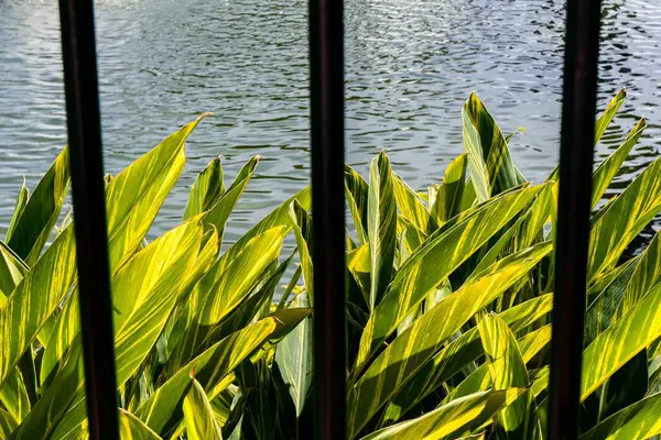 Een Selectieve Focus Shot Van Groene Planten Bij Rivier — Stockfoto