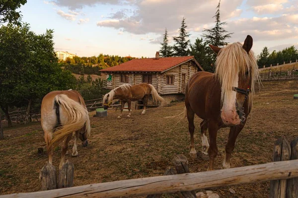 Les Beaux Chevaux Ferme Pendant Journée — Photo