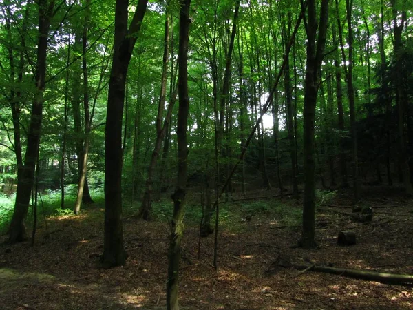 Horisontell Bild Träd Med Tunna Trädstammar Belgisk Skog — Stockfoto