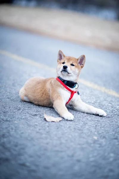 Sevimli Bir Kore Jindo Köpeğinin Dikey Çekimi — Stok fotoğraf