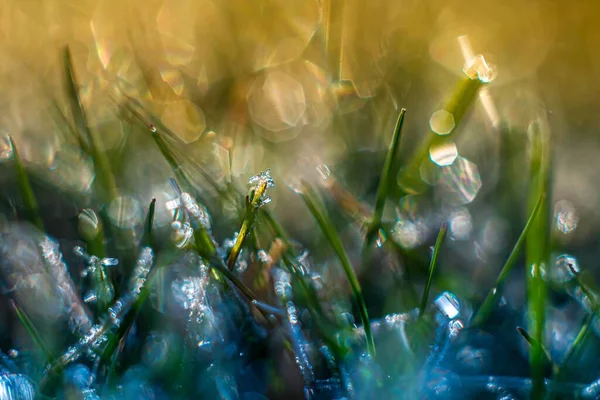 太陽の光の下で草の上に美しい水の閉鎖が落ちる — ストック写真