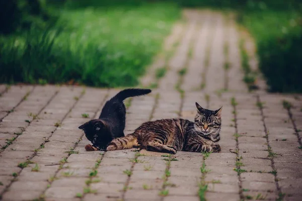 Tiro Foco Seletivo Gato Despojado Sentado Chão Gatinho Preto Brincando — Fotografia de Stock