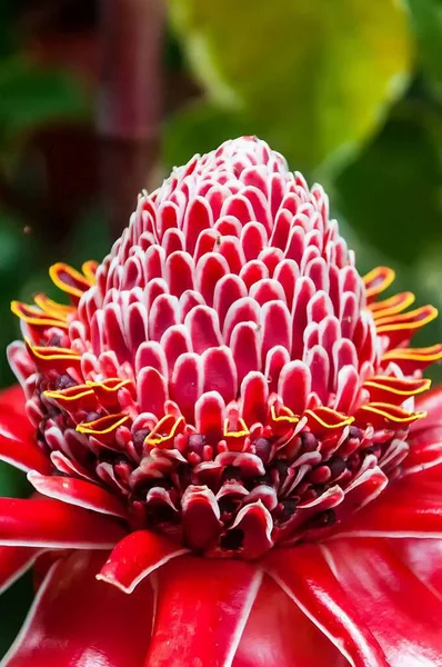 Piękny Strzał Tropikalnego Czerwonego Latarki Imbir Kwiat Ogrodzie — Zdjęcie stockowe