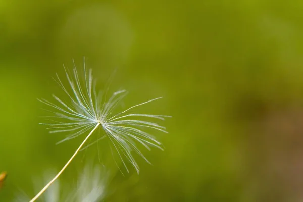 緑の背景にタンポポの花びらのクローズアップ選択的な焦点ショット — ストック写真