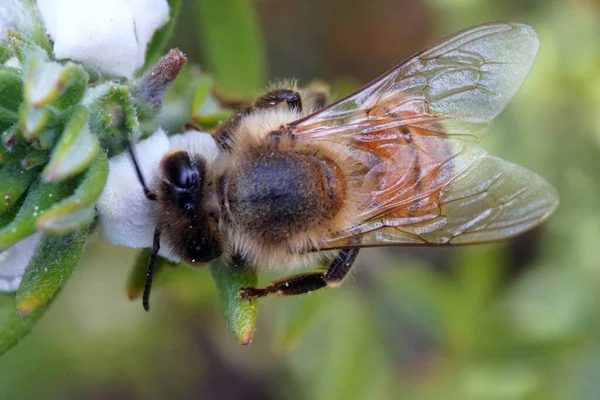 Selektivní Záběr Včely Sedící Květině Rozmazaným Pozadím — Stock fotografie