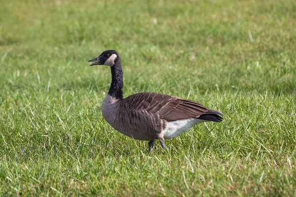 Disparo Selectivo Del Canadá Goose Green Grass Parque Estatal Canaan — Foto de Stock