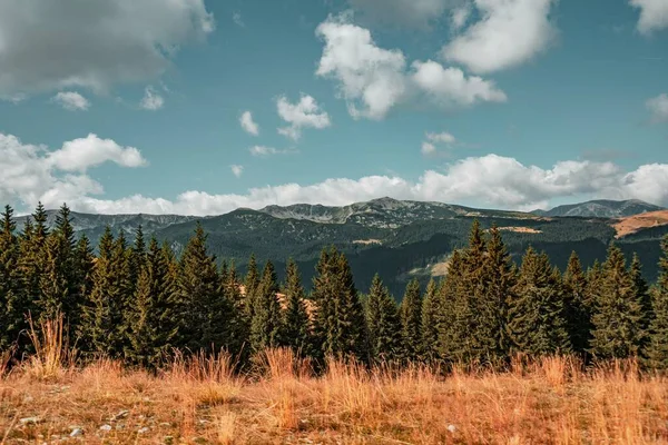 曇り空の下 背景に山のある丘の上の木々の美しい景色 — ストック写真