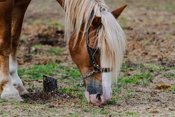 Primer Plano Caballo Pastando Campo Una Granja —  Fotos de Stock