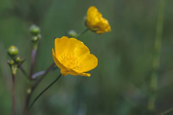 Een Selectieve Focus Shot Van Een Prachtige Gele Bloem Een — Stockfoto