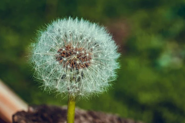 Selective Focus Shot Beautiful Dandelion Captured Green Garden — Stock Photo, Image